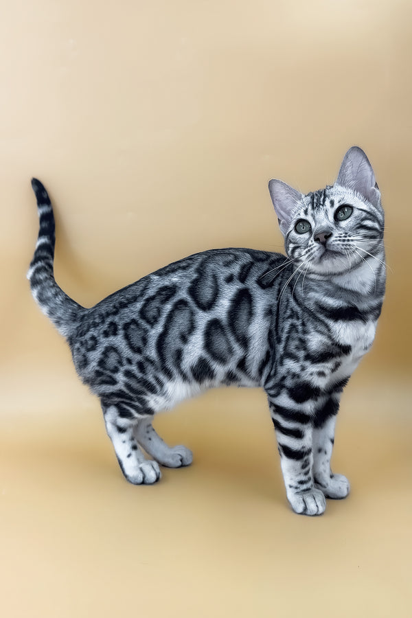 Arielle | Bengal Kitten