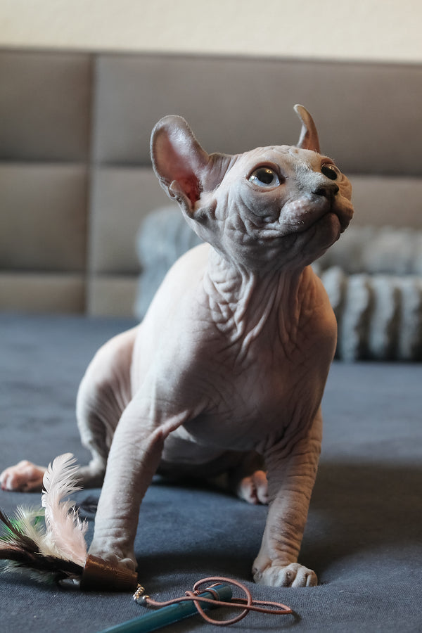 Aris | Elf Sphynx Kitten