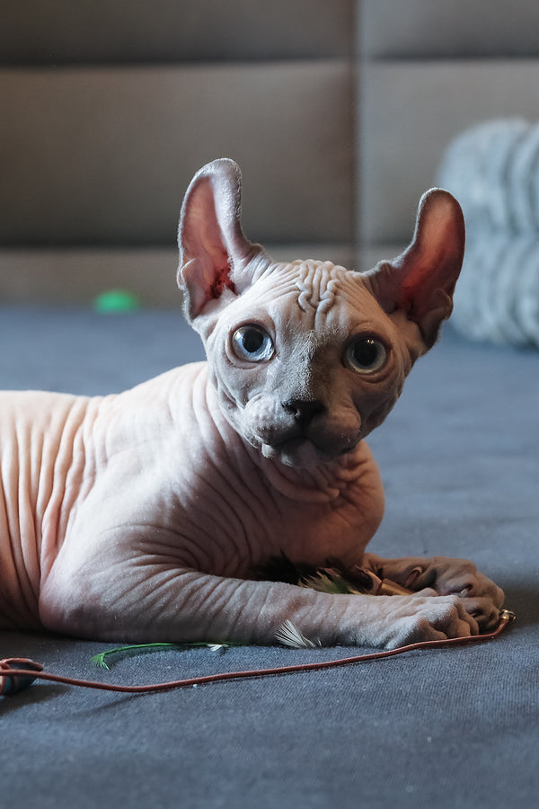 Aris | Elf Sphynx Kitten