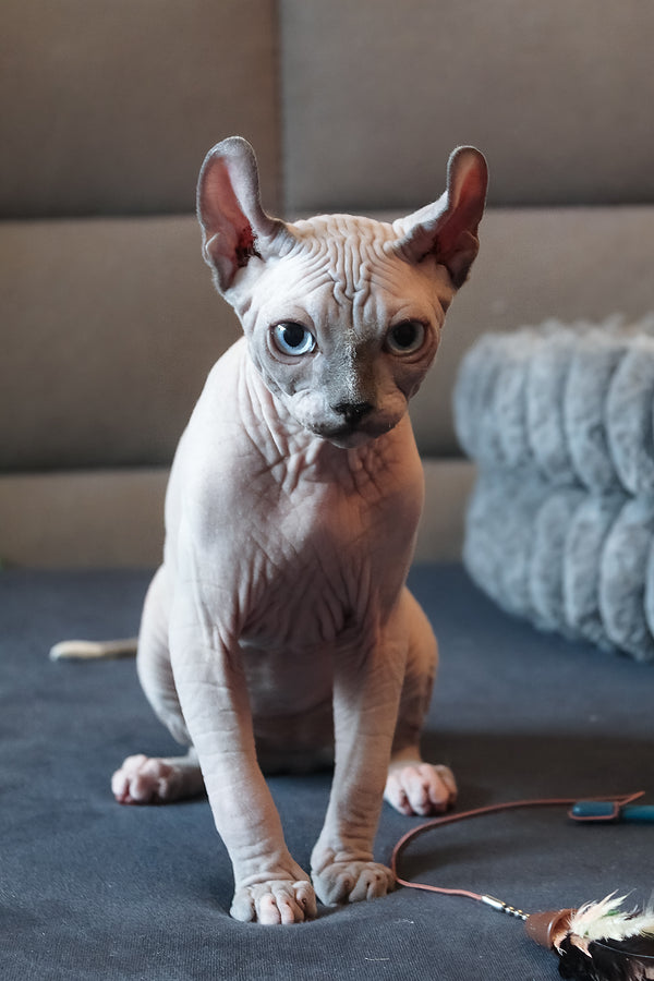 Aris | Elf Sphynx Kitten