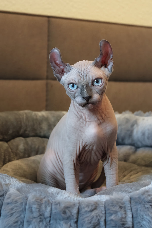 Aris | Elf Sphynx Kitten
