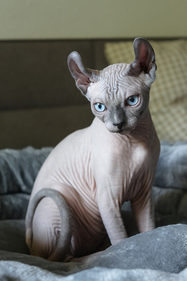 Aris | Elf Sphynx Kitten