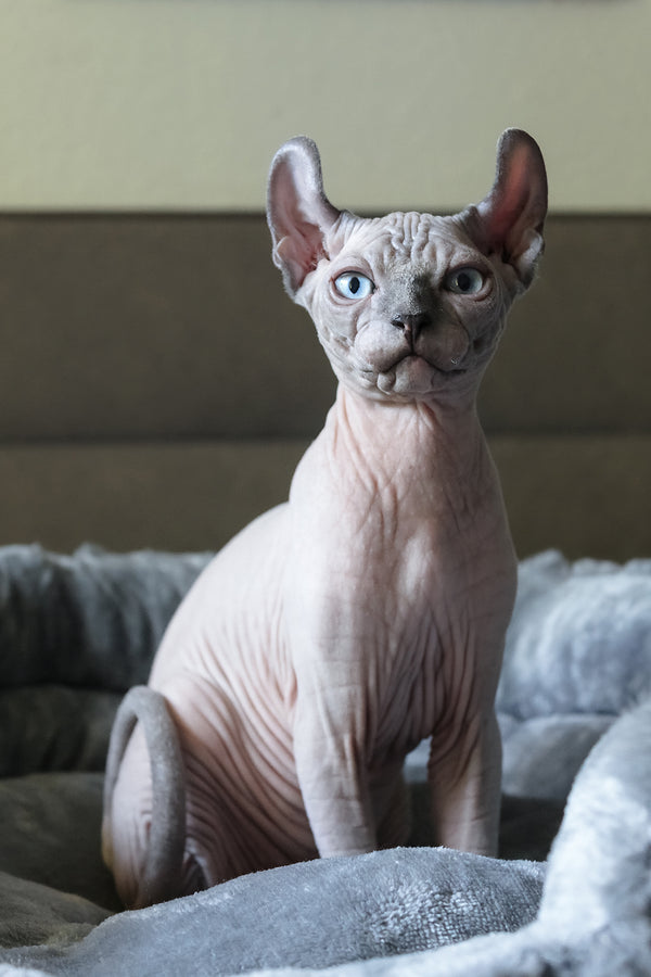 Aris | Elf Sphynx Kitten