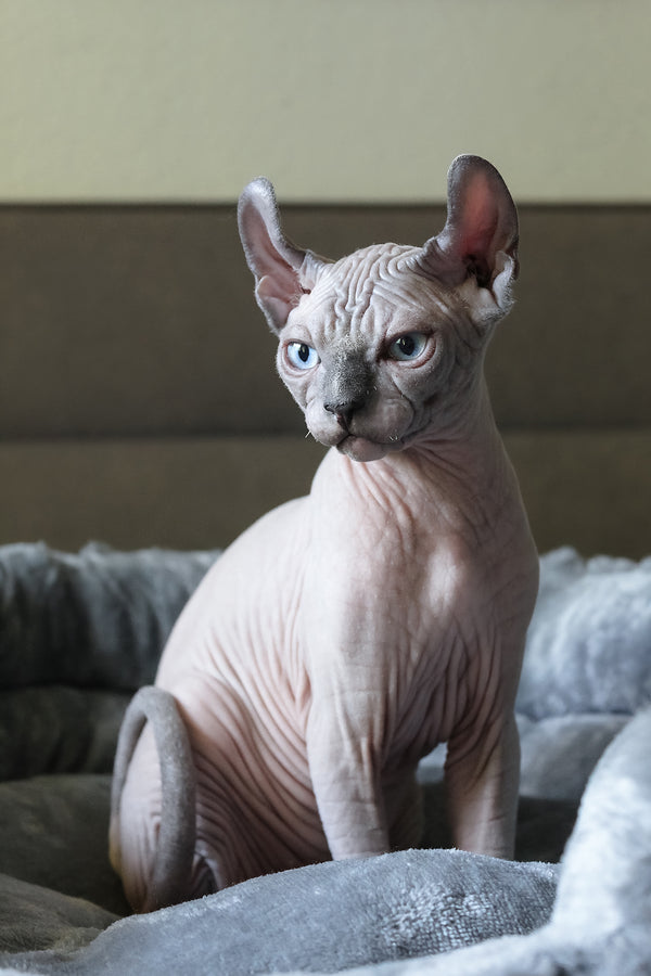 Aris | Elf Sphynx Kitten