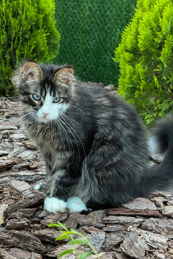 Armani | Maine Coon Kitten