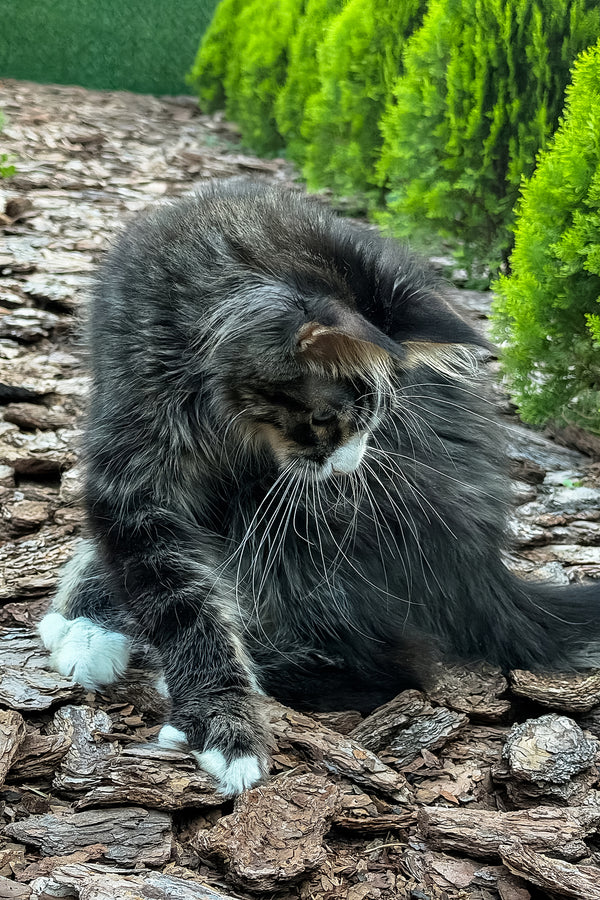 Armani | Maine Coon Kitten
