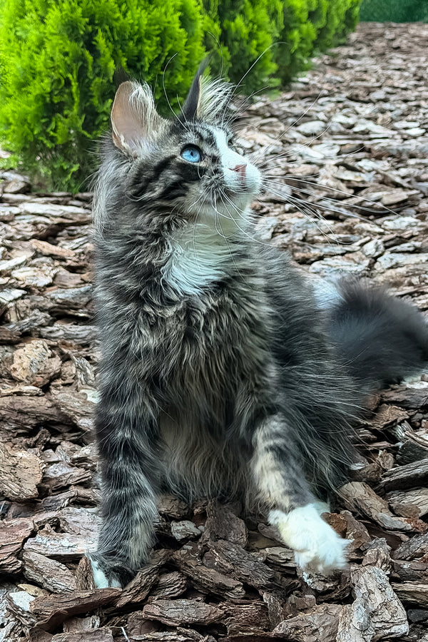 Armani | Maine Coon Kitten