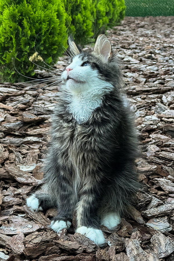 Armani | Maine Coon Kitten