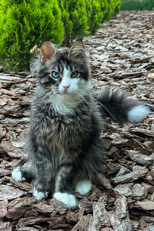 Armani | Maine Coon Kitten