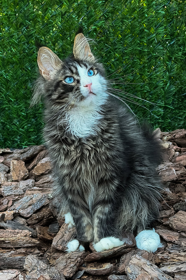 Armani | Maine Coon Kitten