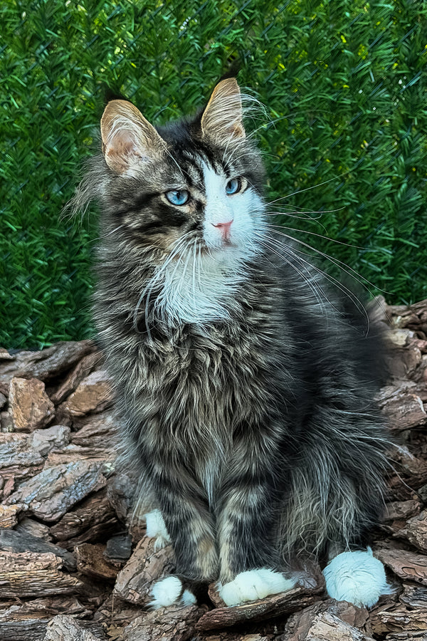 Armani | Maine Coon Kitten