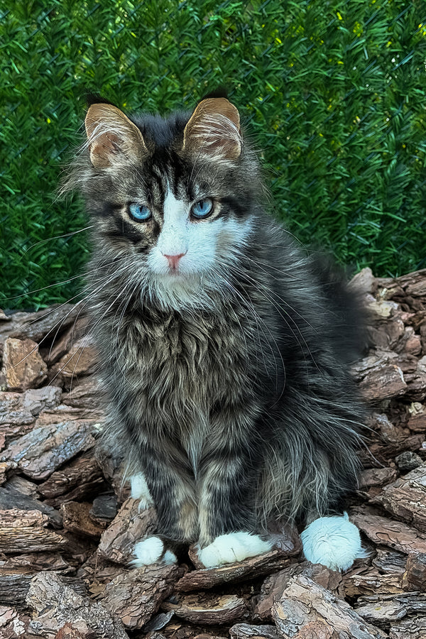 Armani | Maine Coon Kitten