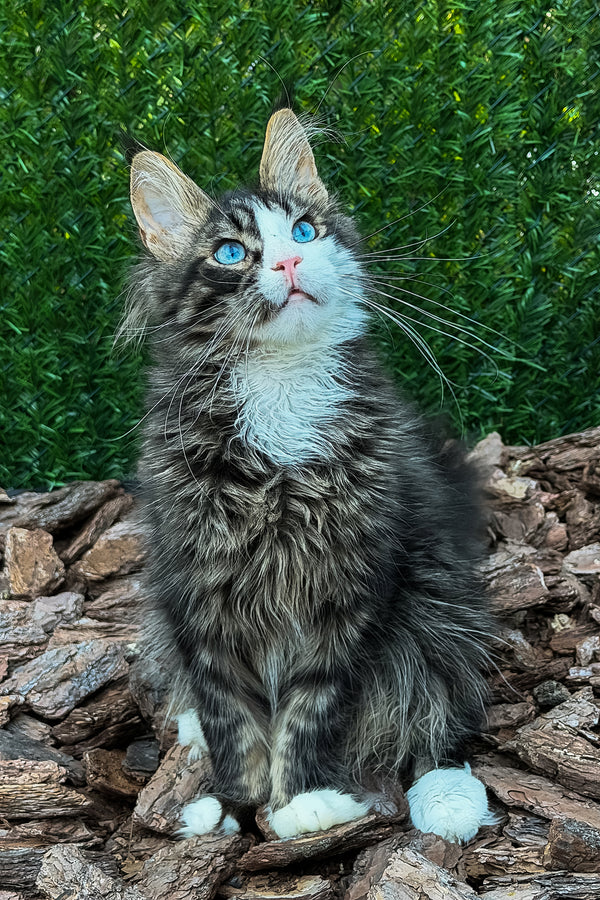 Armani | Maine Coon Kitten