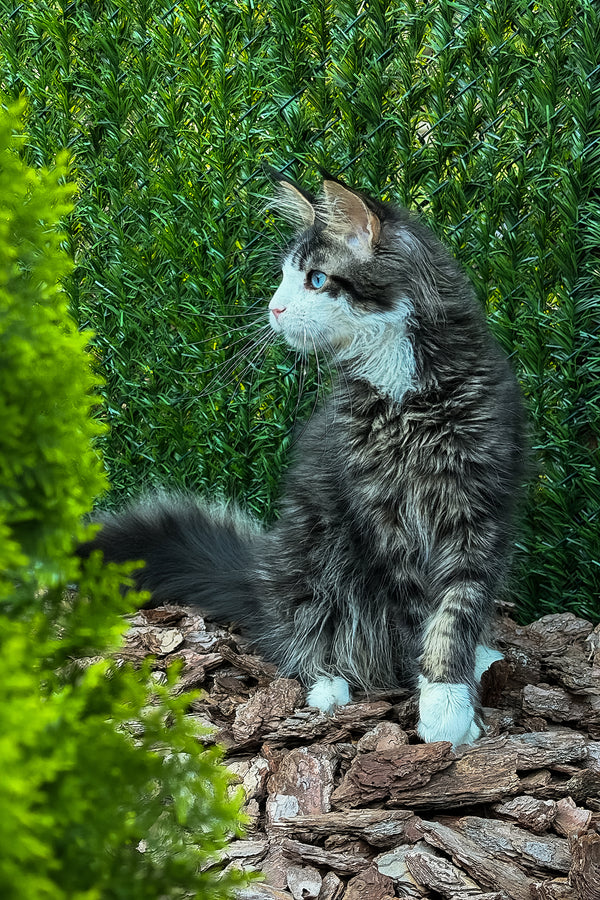 Armani | Maine Coon Kitten