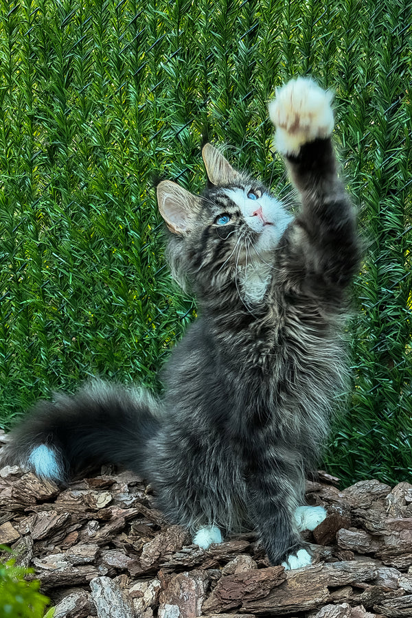 Armani | Maine Coon Kitten