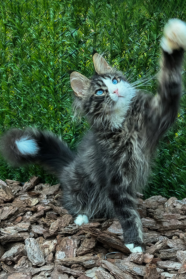 Armani | Maine Coon Kitten