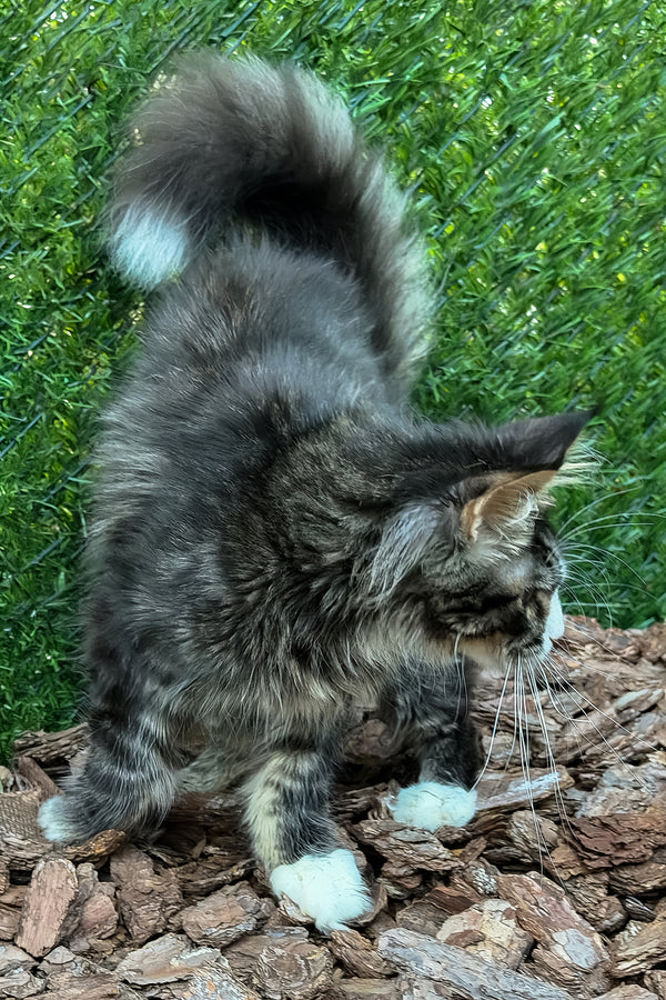 Armani | Maine Coon Kitten