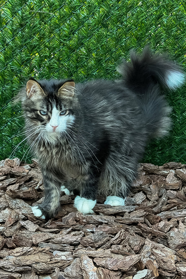 Armani | Maine Coon Kitten