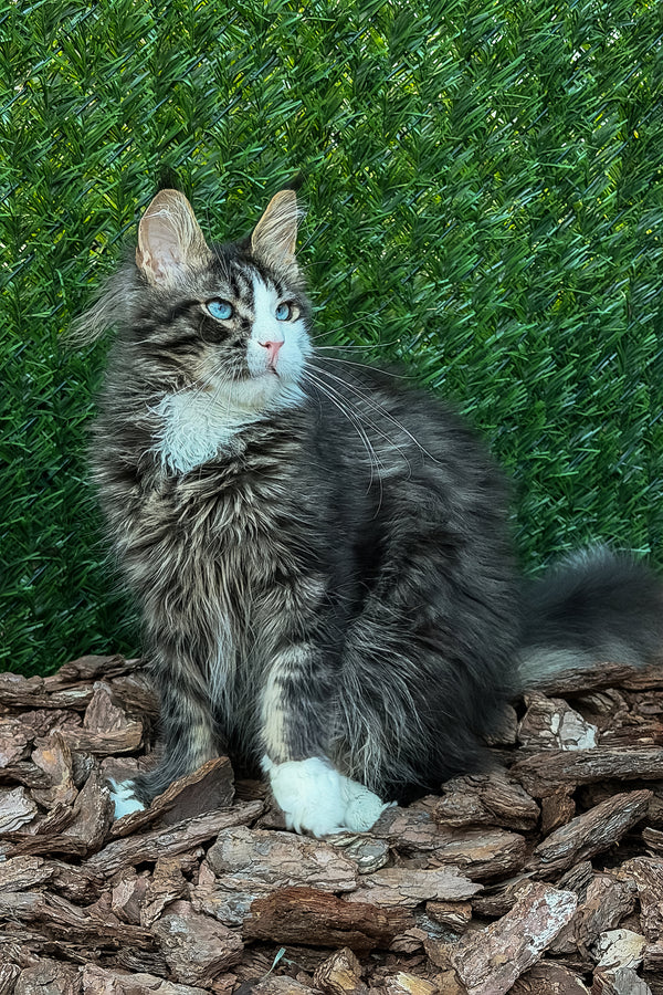Armani | Maine Coon Kitten