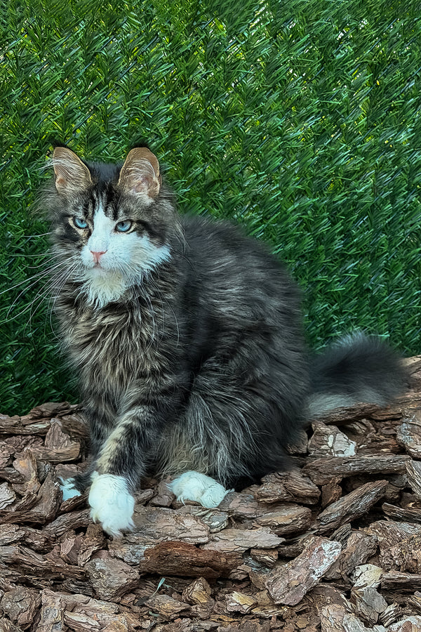 Armani | Maine Coon Kitten