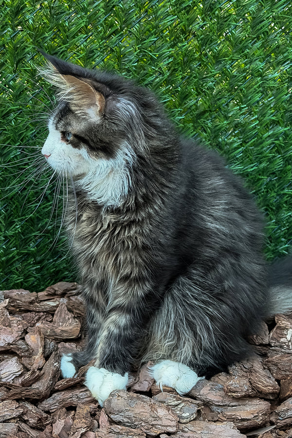 Armani | Maine Coon Kitten