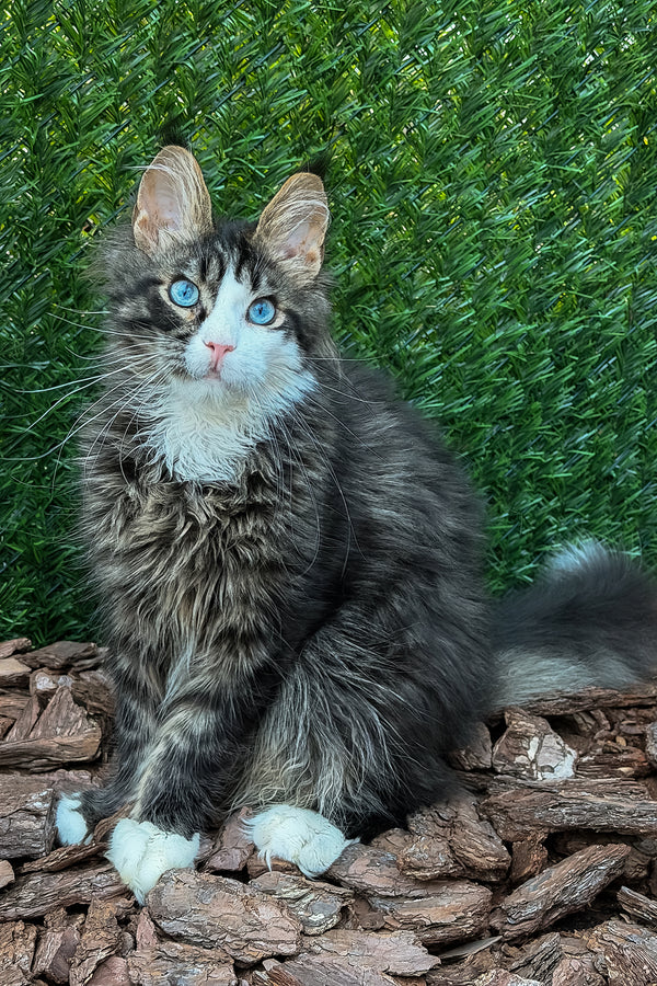 Armani | Maine Coon Kitten