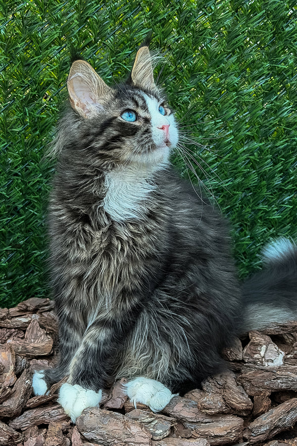 Armani | Maine Coon Kitten