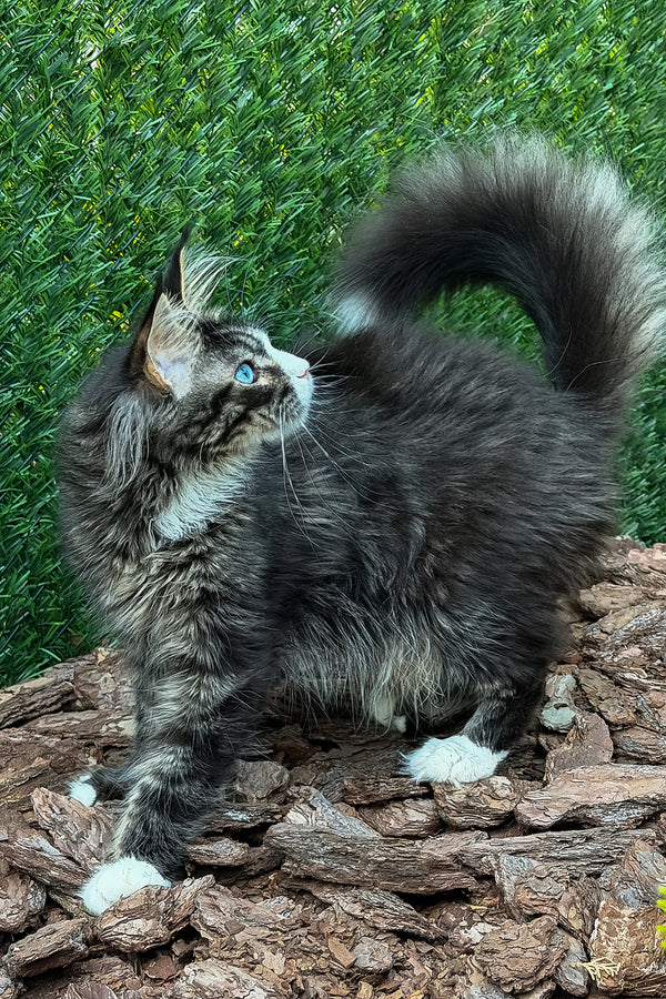 Armani | Maine Coon Kitten