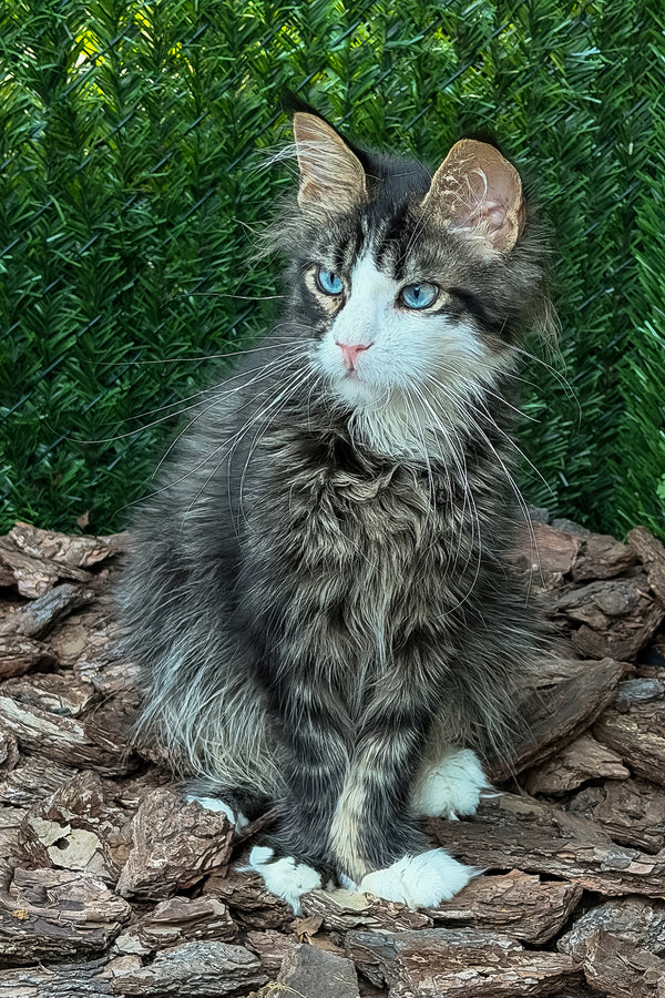 Armani | Maine Coon Kitten