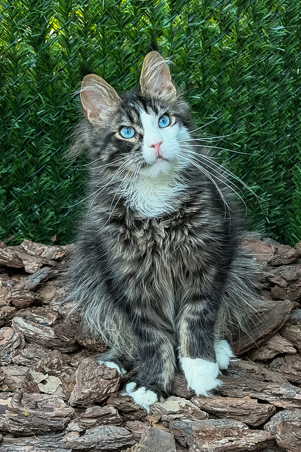 Armani | Maine Coon Kitten