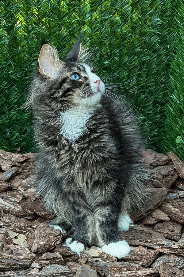 Armani | Maine Coon Kitten