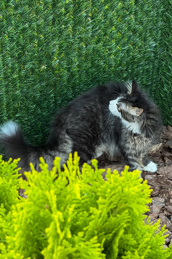 Armani | Maine Coon Kitten