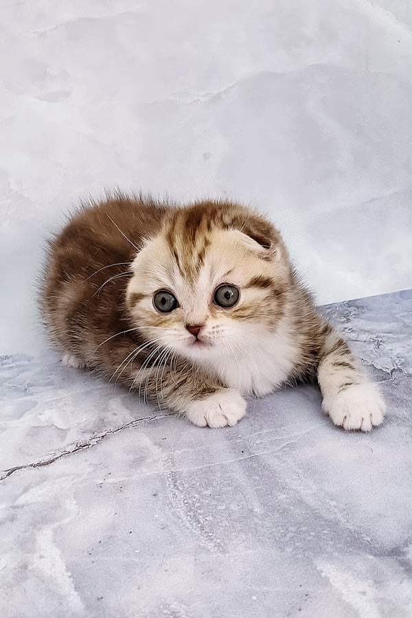 Armani | Scottish Fold Kitten