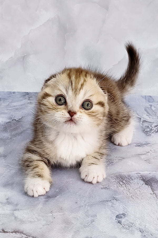 Armani | Scottish Fold Kitten