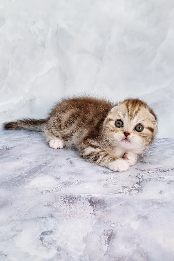 Armani | Scottish Fold Kitten