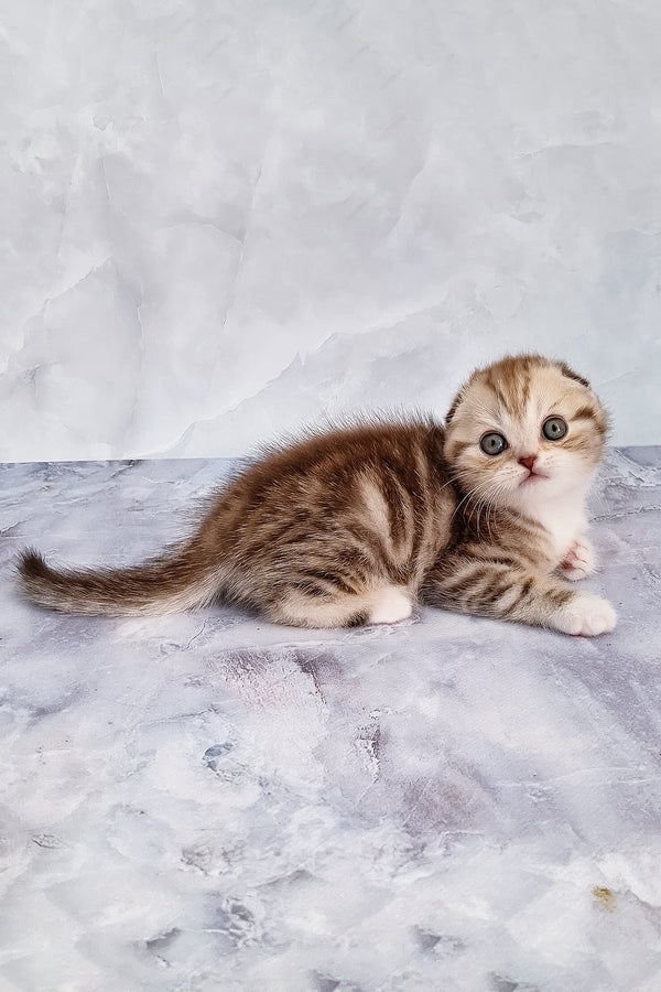 Armani | Scottish Fold Kitten