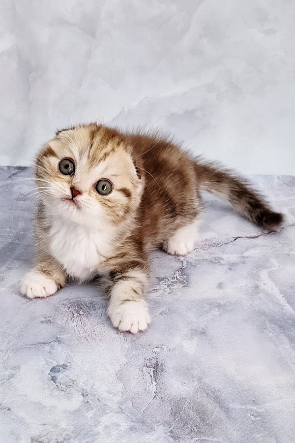 Armani | Scottish Fold Kitten