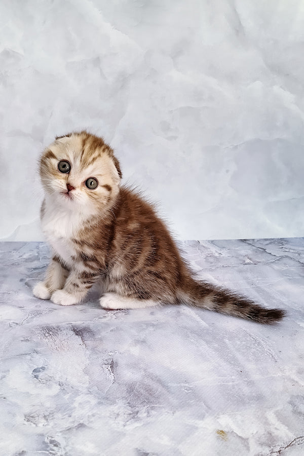 Armani | Scottish Fold Kitten