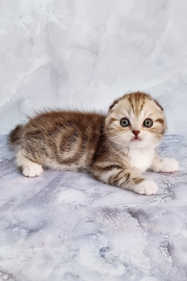 Armani | Scottish Fold Kitten