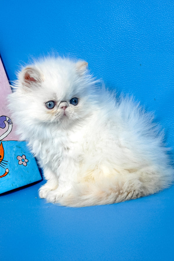 Armani | Persian Kitten