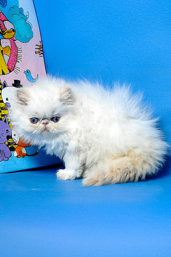 Armani | Persian Kitten