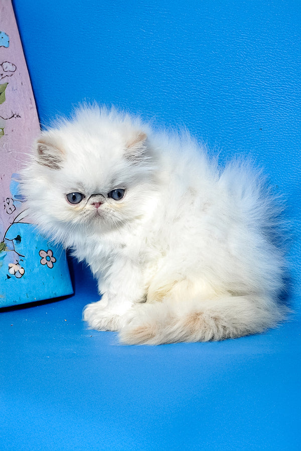 Armani | Persian Kitten