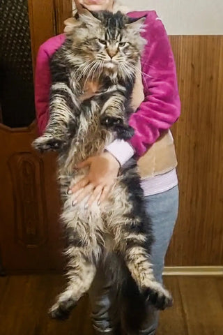Armstrong | Maine Coon Kitten