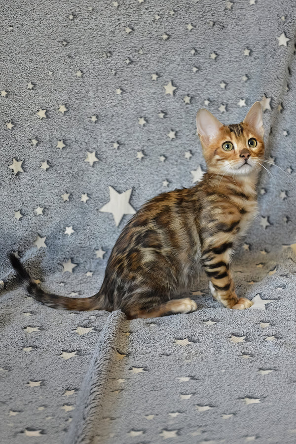 Ars | Bengal Kitten