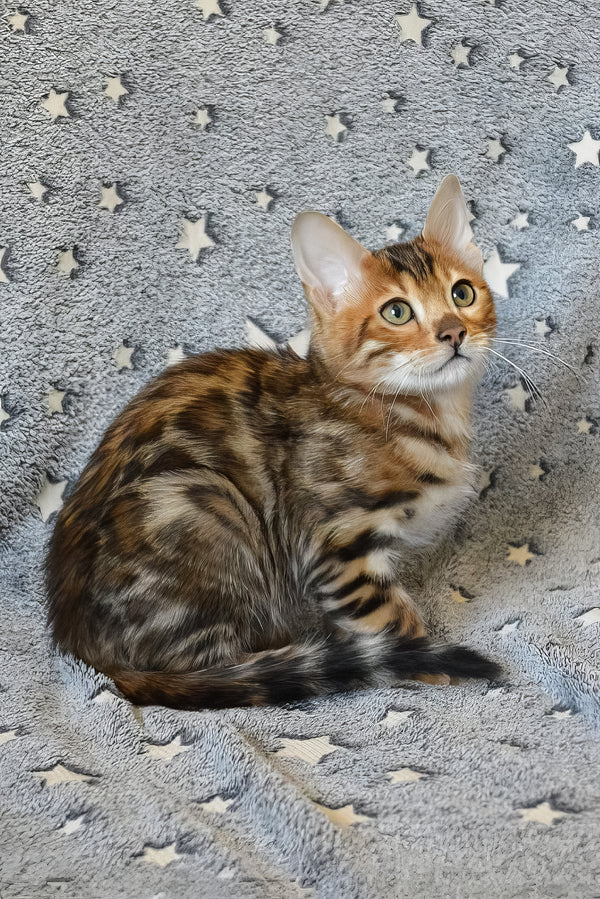Ars | Bengal Kitten
