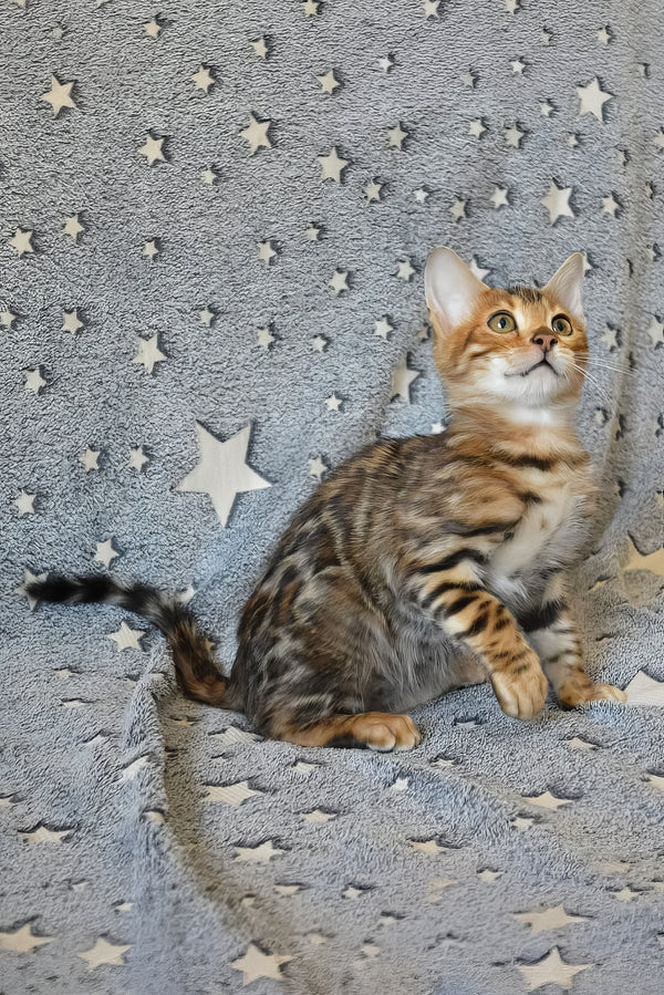 Ars | Bengal Kitten