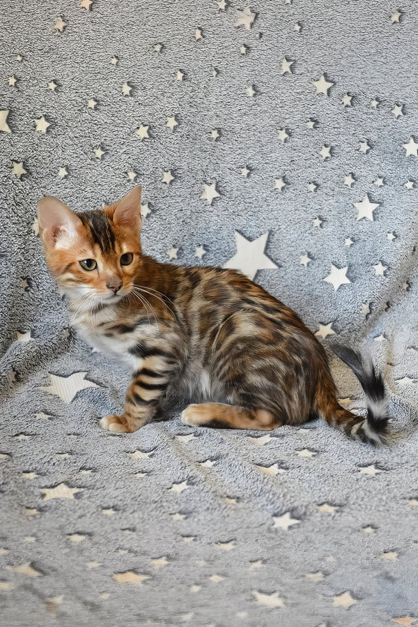 Ars | Bengal Kitten