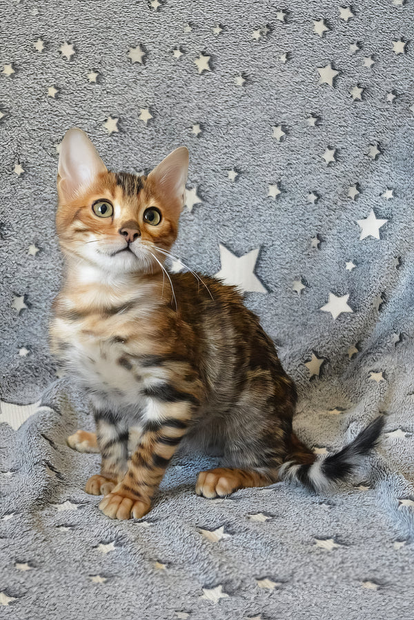 Ars | Bengal Kitten