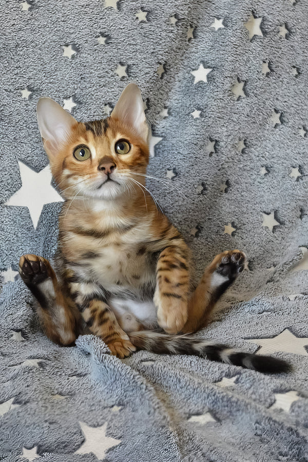 Ars | Bengal Kitten