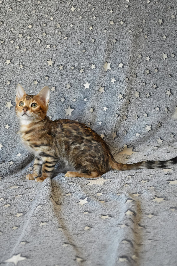 Ars | Bengal Kitten